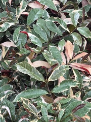 Excoecaria cochinchinensis