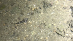 Enneapterygius etheostoma