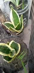 Sansevieria