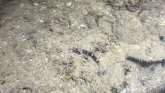 Enneapterygius etheostoma