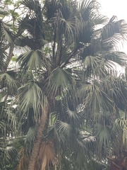 Livistona chinensis