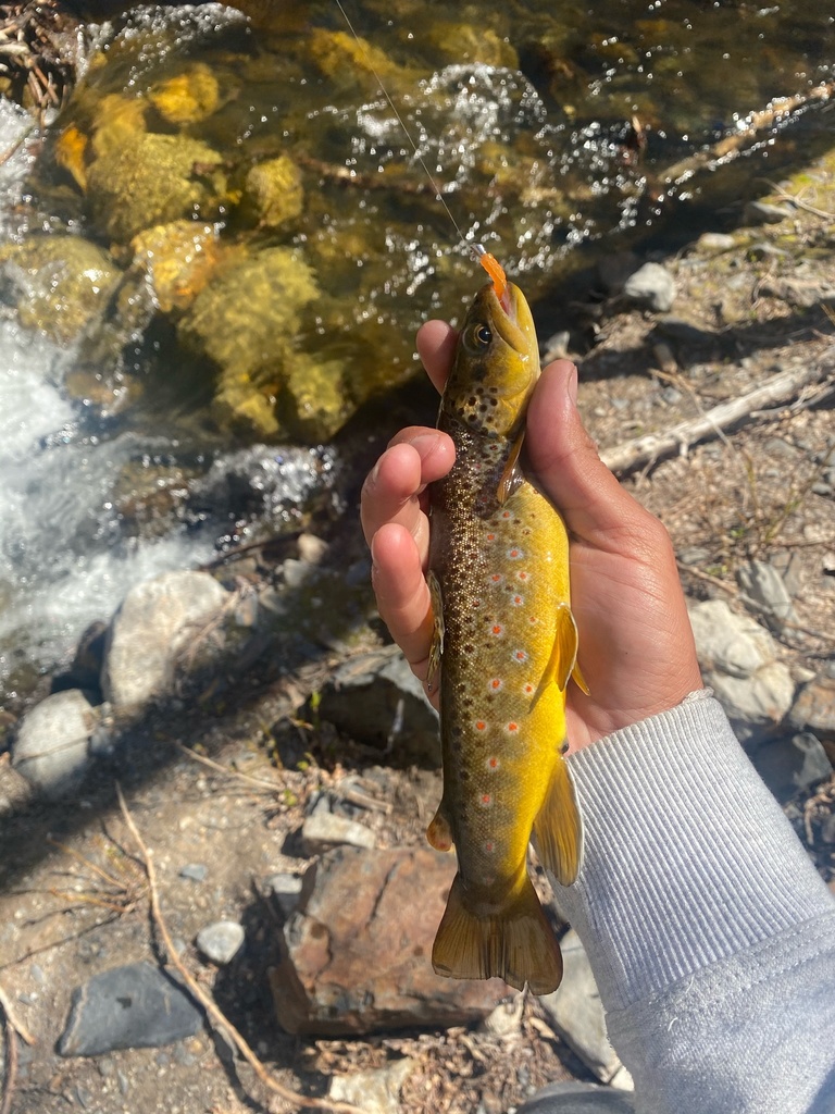 Brown Trout from Puddingstone Reservoir, San Dimas, CA, US on April 30, 2021 at 1052 AM by