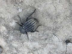 Philolithus sordidus