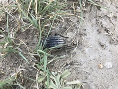 Philolithus sordidus