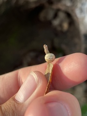 Allokermes cueroensis