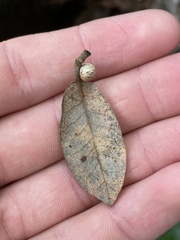 Allokermes cueroensis