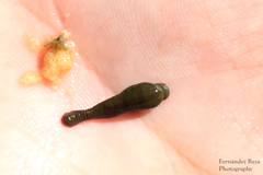 Limnobdella olivacea
