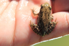 Pseudacris hypochondriaca curta