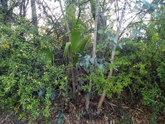 Washingtonia robusta