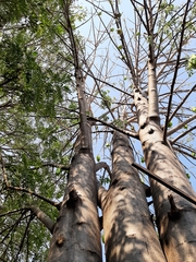 Colicodendron scabridum