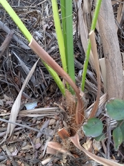 Washingtonia robusta