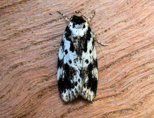 Barea confusella (Walker, 1864)