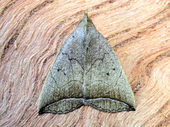 Simplicia armatalis