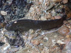 Omobranchus punctatus