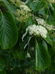 Cornus controversa
