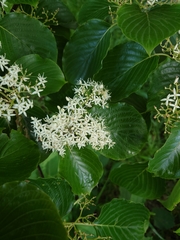 Cornus controversa