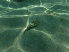 Sphoeroides lobatus