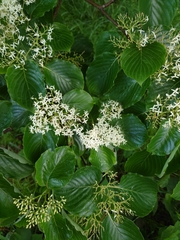 Cornus controversa