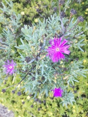 Lampranthus amoenus