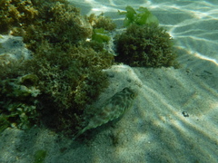 Sphoeroides lobatus
