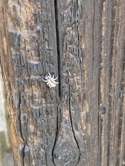 Menemerus brachygnathus