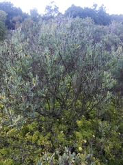 Lampranthus amoenus