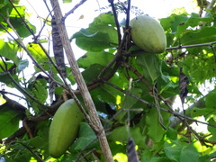 Amphilophium