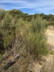 Allocasuarina distyla