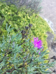 Lampranthus amoenus