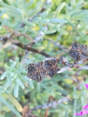 Lampranthus amoenus