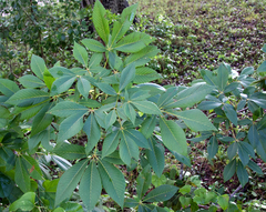 Aesculus pavia flavescens