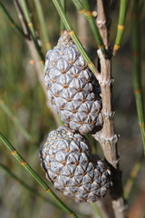 Allocasuarina distyla