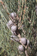 Allocasuarina distyla