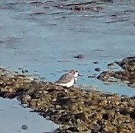 Charadrius falklandicus