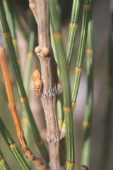 Allocasuarina distyla