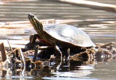 Chrysemys picta bellii