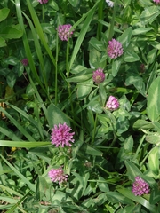 Trifolium pratense