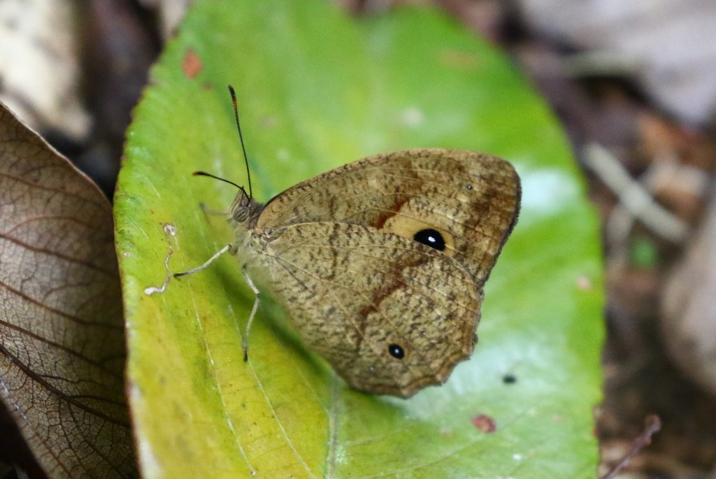 Heteropsis narova