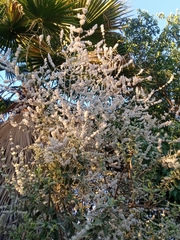 Aloysia gratissima