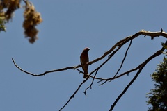 Haemorhous mexicanus