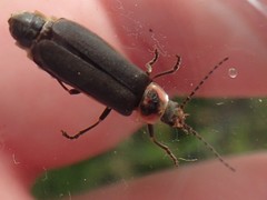 Atalantycha dentigera