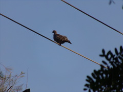 Patagioenas maculosa