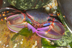 Petrolisthes violaceus