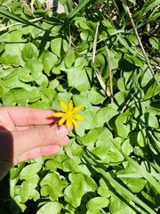 Ficaria verna