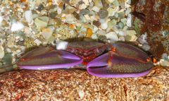 Petrolisthes violaceus