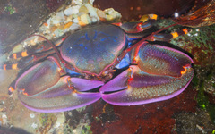 Petrolisthes violaceus