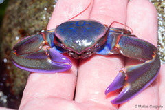 Petrolisthes violaceus