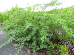 Vachellia rorudiana