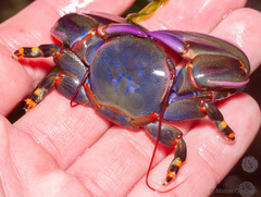 Petrolisthes violaceus