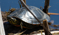 Chrysemys picta bellii